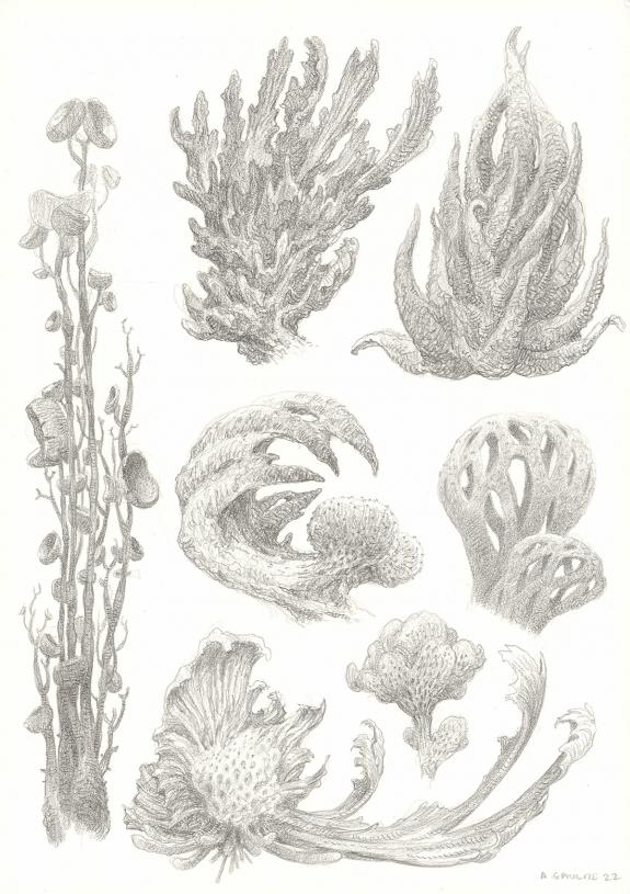 Armel Gaulme - Les Carnets Lovecraft, Le Festival , Illustra