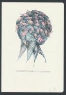 Marco Mazzoni - Illustration originale