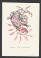 Marco Mazzoni - Illustration originale