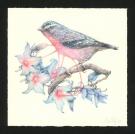 Marco Mazzoni - Journaux troubl&eacute;s, Illustration originale