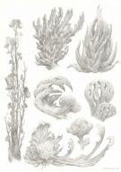 Armel Gaulme - Les Carnets Lovecraft, Le Festival , Illustra