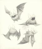 Carter Goodrich - Casting Call, Bat (2012), character design